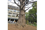 日比谷公園の首賭けイチョウ-03