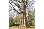 日比谷公園の首賭けイチョウ-04