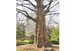 日比谷公園の首賭けイチョウ-05