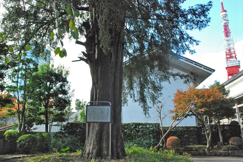 増上寺のカヤ01