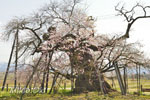 米沢の千歳桜-10