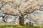 古御田神社の種蒔桜-03