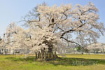 古御田神社の種蒔桜-09
