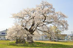 古御田神社の種蒔桜-10