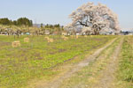 馬ノ墓の種蒔桜-02