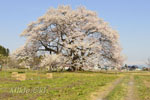 馬ノ墓の種蒔桜-03