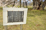 馬ノ墓の種蒔桜-06