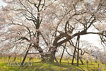馬ノ墓の種蒔桜-10