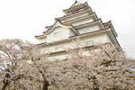 cm-鶴ヶ城の桜-06