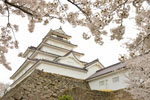 cm-鶴ヶ城の桜-09