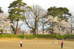 鶴ヶ城の巨木-06