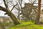 鶴ヶ城の巨木-07