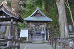 飯盛山・厳島神社のスギ-02