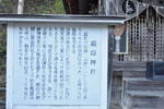 飯盛山・厳島神社のスギ-08