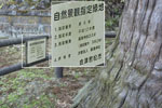 飯盛山・厳島神社のスギ-09