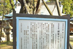 蚕養国神社の峰張桜-13