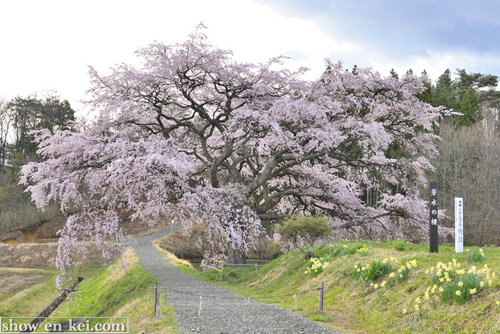 芳水の桜-01