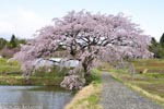 芳水の桜-10