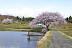 芳水の桜-11