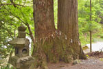 温泉八幡神社のスギ-07