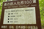 御鍋神社のサワラ-09