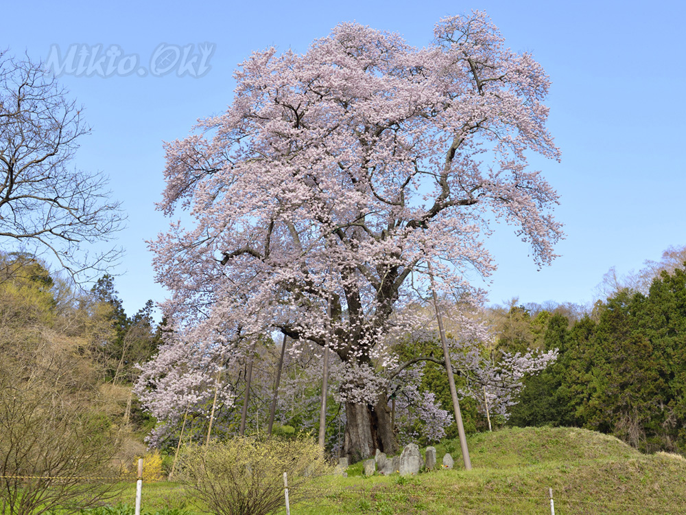 福島県の巨木 秋山の駒ザクラ