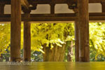 新宮熊野神社の大イチョウ-08