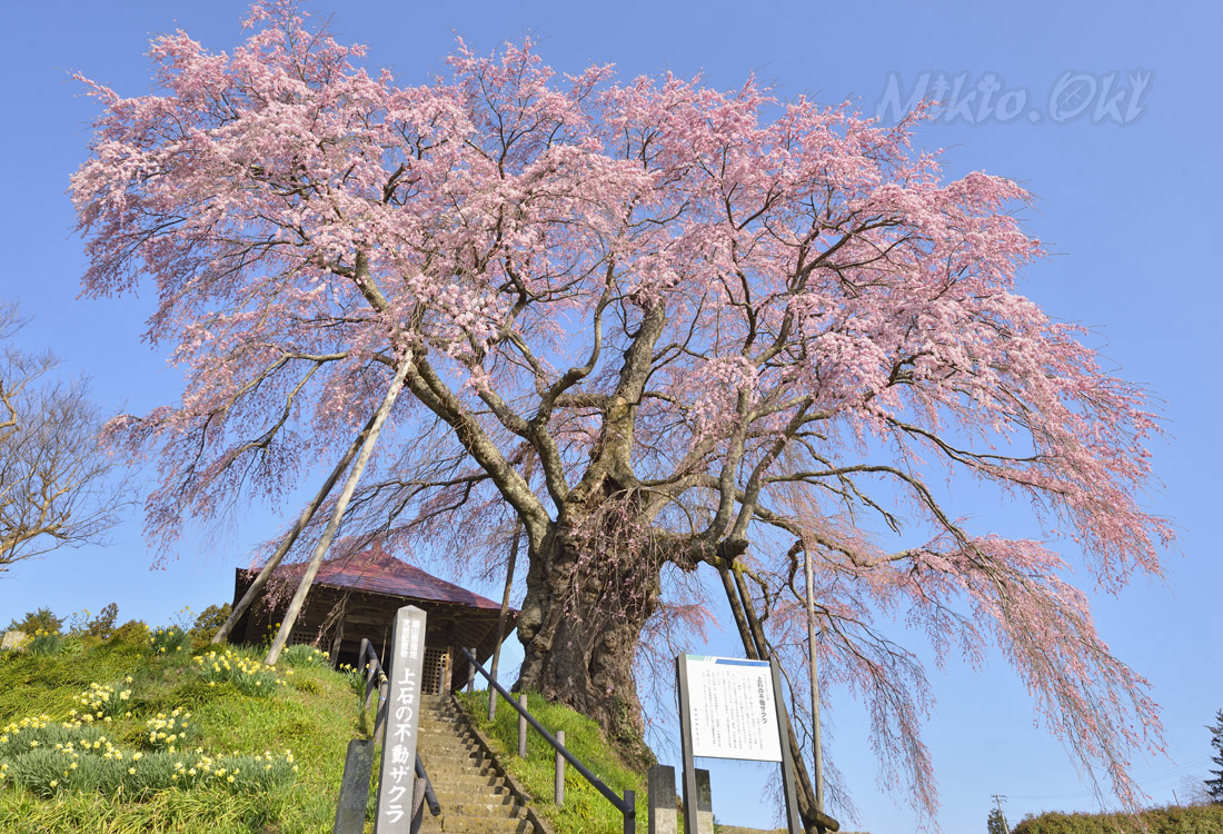 福島県の巨木 上石の不動ザクラ