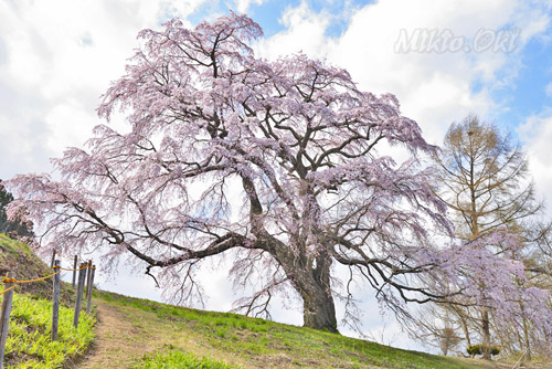 五斗蒔田桜-01