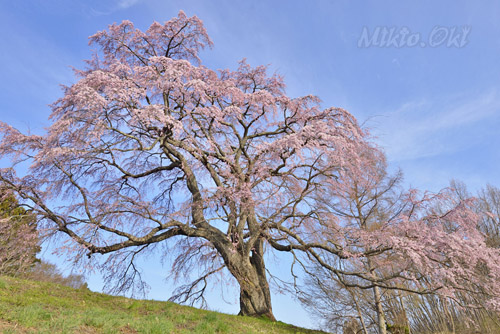 五斗蒔田桜-01