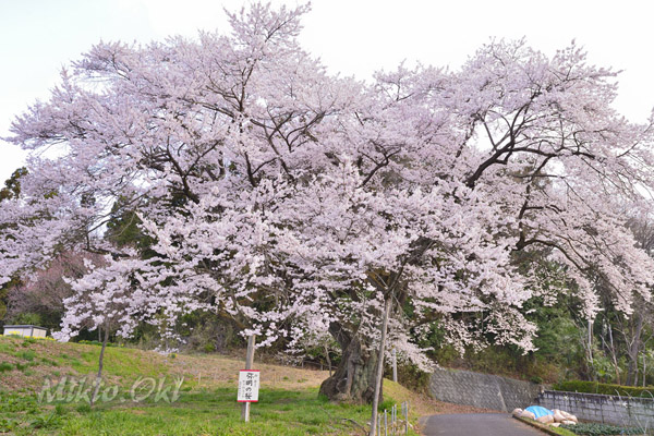 cm-弥明の桜-01