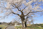 cm-弥明の桜-07