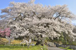 cm-弥明の桜-08