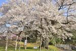 cm-弥明の桜-09