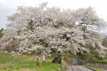 cm-弥明の桜-11
