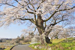 弥明の桜-05