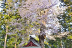 田村神社の景勝桜-03