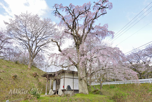 滑津の観音桜-01