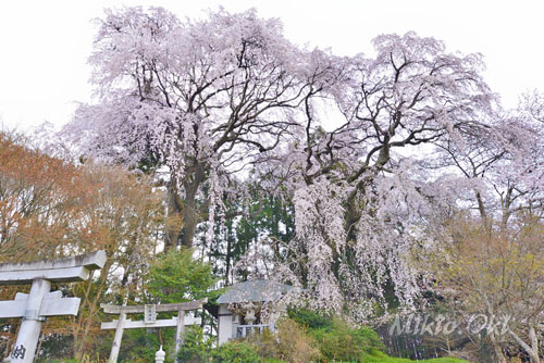 滑津の夫婦桜-01