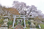 滑津の夫婦桜-02
