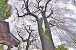 滑津の夫婦桜-04