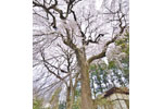 滑津の夫婦桜-09