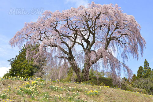 芹ケ沢桜-01