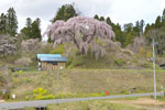 芹ケ沢桜-02