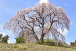 芹ケ沢桜-03
