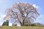 芹ケ沢桜-04