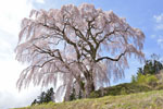 芹ケ沢桜-05