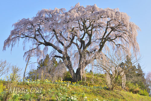 芹ケ沢桜-01