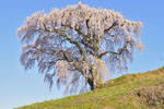 芹ケ沢桜-05