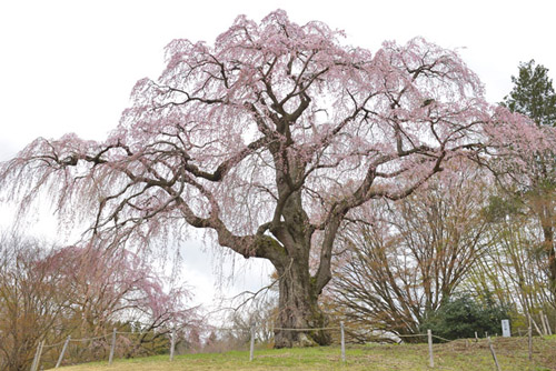 かもん桜01